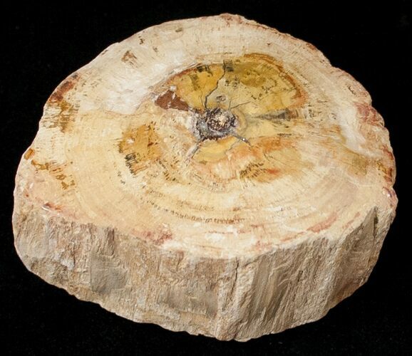 Polished Petrified Wood Limb - Madagascar #17179
